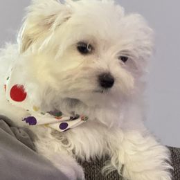 Maltese Puppies from The Royal Furbabies
