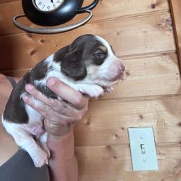 Boy 3 - Piebald male Dachshund puppy in Cheyenne, Wyoming from Great Basin Hounds