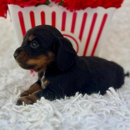 Bentley - Black and tan female Dachshund puppy in Colbert, Oklahoma from Brooke Crenshaw
