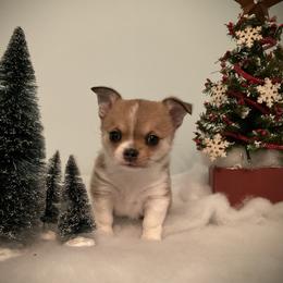 Chihuahua Puppies from Knox Rock'n Chihuahuas