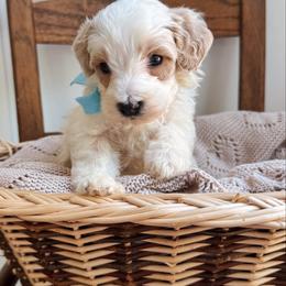Fisher - blue collar boy - Parti male Goldendoodle puppy in Ruthorfordton, North Carolina from Duncan Doodles Goldendoodles