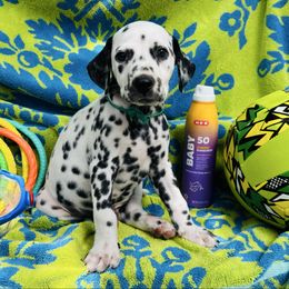 Green (LUA) - White and black male Dalmatian puppy in Westhoff, Texas from Smart Dalmatians