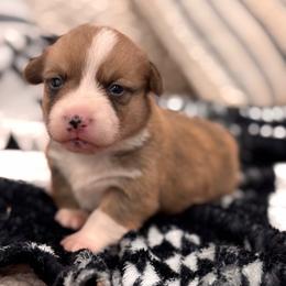 Nash - Red male Pembroke Welsh Corgi puppy in Beggs, Oklahoma from Blue Diamond Corgi’s