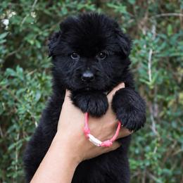 Athena - Black female German Shepherd puppy in Canton, Texas from WILDWOOD GERMAN SHEPHERDS