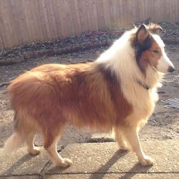 Chevre - Collie