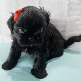Shih Tzu and Yorkshire Terrier Puppies from Tiny Puppies World