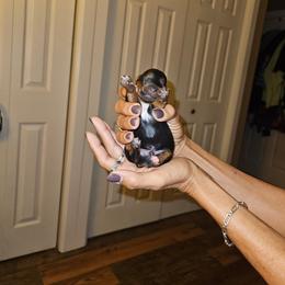 Boy 6 - Black and gold male Yorkshire Terrier puppy in Ohio from Brittany’s Yorkshire Terriers