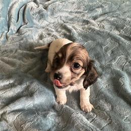 Eleanor (Ash-Girl 1) - Cream female Dachshund puppy in Wolf Lake, Indiana from Canisteo Dachshunds