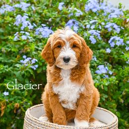 Glacier - Red  male Goldendoodle puppy in Tucson, Arizona from Sun Valley Goldendoodles