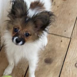 Bear - Red white and sable male Papillon puppy in Northern, California from Playful Papillon's