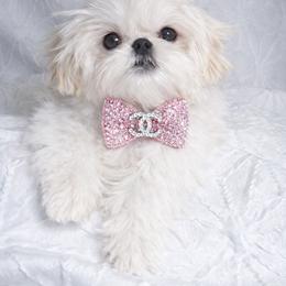 Rolex - White male Shih Tzu puppy in Riverside, California from Be Dazzled Shihtzu