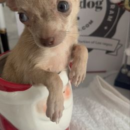 Micro Tiny Tammy under 3lb 6500 blue green eyes - Merle female Chihuahua puppy in Las Vegas, Nevada from Quality Poms Chihuahua Yorkies of Las vegas