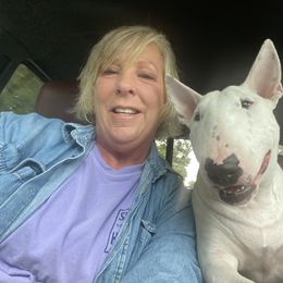 Bull Terrier All Grown Up from Weekley Bull Terriers