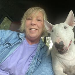 Bull Terrier All Grown Up from Weekley Bull Terriers