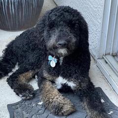 Ranger - Saint Berdoodle