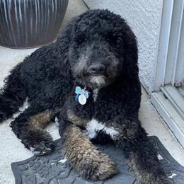 Ranger - Saint Berdoodle