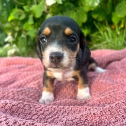 Birdie - Black and tan female Dachshund puppy in Vevay, Indiana from Works Farm Dachshunds