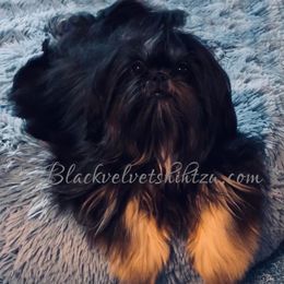 Jazzy - Shih Tzu