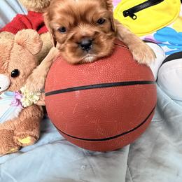 Cavalier King Charles Spaniel and Cavapoo Puppies from Unicorn Tears and Cavaliers