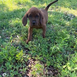 Big boy - Red male Redbone Coonhound puppy in Cunningham, Tennessee from Redbone Ranch
