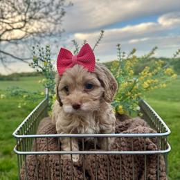 Mopsy - Red and white female Cockapoo puppy in Rolla, Missouri from Diamond K
