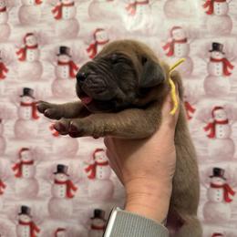 Barricade - Blue male Great Dane puppy in Jerusalem, Arkansas from Mara Danes