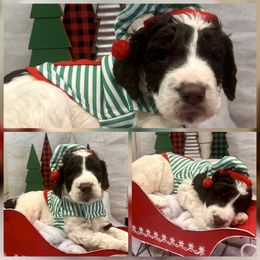 Bud - Chocolate male Goldendoodle puppy in Tennessee from Middle Tennessee Golden Doodles