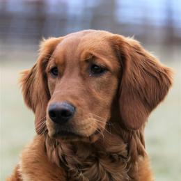 Bella - Golden Retriever