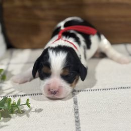 Cappi-Female - Tri-color female Cavalier King Charles Spaniel puppy in El Campo, Texas from Longhorn Cavaliers