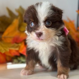 Addie - female Toy Australian Shepherd puppy in Ambrose, Georgia from Brandilyn's Aussies