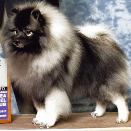 Keeshond All Grown Up from Geatland Keeshonden