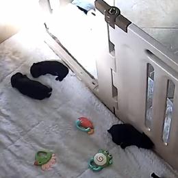 Scottish Terrier Puppies from Gulf Coast Scotties