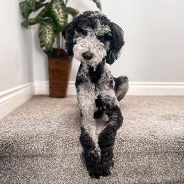JJ - Goldendoodle