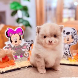 AKC EXOTIC THEODORE - Lavender male Pomeranian puppy in Wyandotte, Michigan from FAITHOPELOVE POMS KENNELS