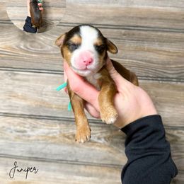 Juniper Multigen Sable - Sable female Bernedoodle puppy in Wamego, Kansas from Doodles of Oz