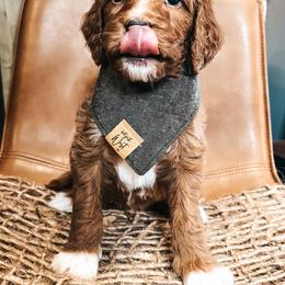 Goldendoodle Puppies from The Doting Doodle