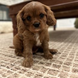 Cavalier King Charles Spaniel and Cavapoo Puppies from Carolina Doodles & Co.