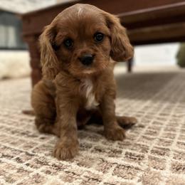 Cavalier King Charles Spaniel and Cavapoo Puppies from Carolina Doodles & Co.