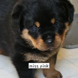 Girl 4 - Black and mahogany female Rottweiler puppy in Snohomish, Washington from Sky Valley Rottweilers