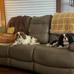 Cavalier King Charles Spaniel puppies from Rolling Meadows Cavaliers
