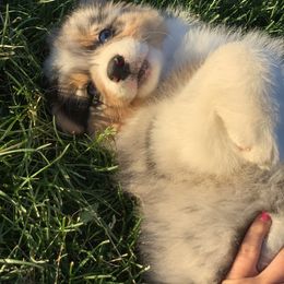 Australian Shepherd Puppies from Sublime Australian Shepherds