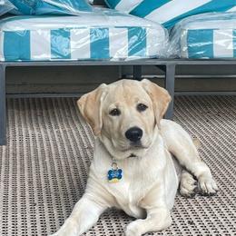Labrador Retriever All Grown Up from Black Bell Labrador Retrievers