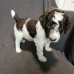 Light Pink - Tootsie - Parti female Poodle puppy in Spanish Fork, Utah from Mountain Vista Pups LLC