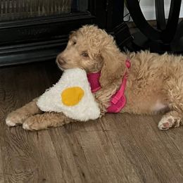 Poodle Puppies from Polly Wally Doodles and Poodles