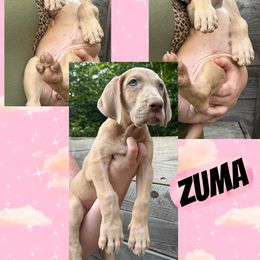 ZUMA - Chocolate female Great Dane puppy in Bolivar, New York from Prophecy Danes