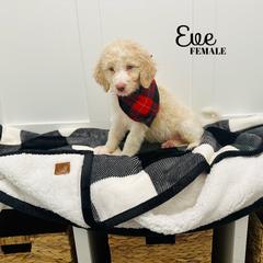Eve - Apricot Labradoodle puppy in West Haven, Utah from Lucy’s Labradoodles