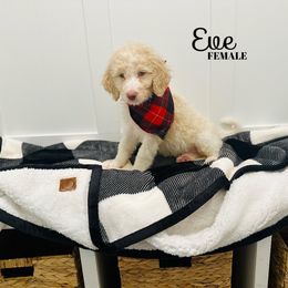 Eve - Apricot Labradoodle puppy in West Haven, Utah from Lucy’s Labradoodles