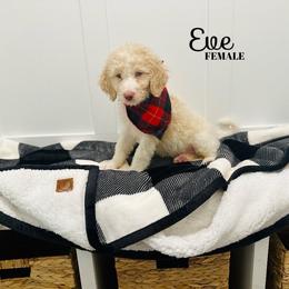 Eve - Apricot Labradoodle puppy in West Haven, Utah from Lucy’s Labradoodles