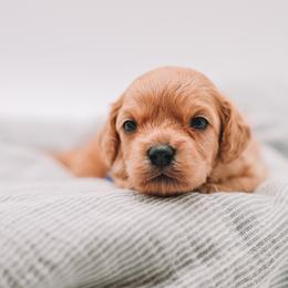 Blue Boy Cavapoo - Apricot male Cavapoo puppy in Mckinney, Texas from Doodles of North Tx
