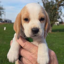 Maple - Lemon and white female Beagle puppy in Bethany, Missouri from Fox Creek Beagles